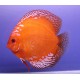 Discus Marlboro Stendker d'élevage Allemand 15-17 cm le couple 