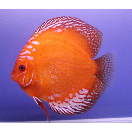 Discus Marlboro Stendker d'élevage Allemand 15-17 cm le couple 