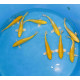 Koi Japon Tosai Ginrin Yamabuki Tateshita mâles 25-30cm éleveur Izumiya
