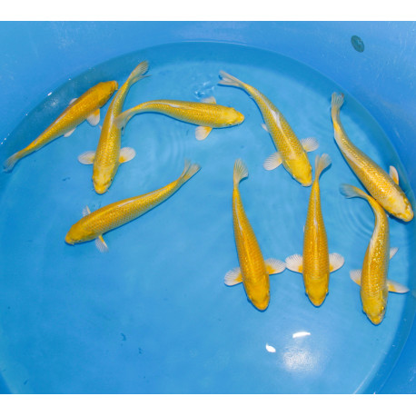 Koi Japon Tosai Ginrin Yamabuki Tateshita mâles 25-30cm éleveur Izumiya