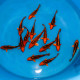 Koi Japon Tosai Mizuho HQ select 18-20cm eleveur Marusei
