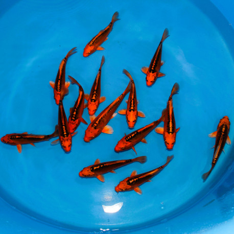 Koi Japon Tosai Mizuho HQ select 18-20cm eleveur Marusei