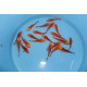 Koi Japon Tosai Mizuho HQ select 18-20cm eleveur Marusei