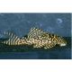 L401 - Hypancistrus Sp Rio Curua 39,50 €