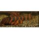 L306 - Panaqolus Claustelifer 39,50 €