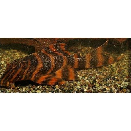 L306 - Panaqolus Claustelifer 39,50 €
