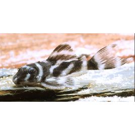 L500 - Hypancistrus Sp Rio Uatuma 