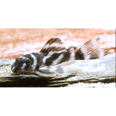 L500 - Hypancistrus Sp Rio Uatuma 39,50 €