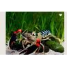 Cherax Sp Peacock 10-12cm