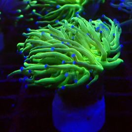 Bouture Euphyllia Glabrescens vert à pointes mauves (1 polype)