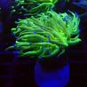 Bouture Euphyllia Glabrescens vert à pointes bleues (1 polype)
