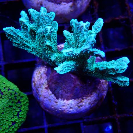 Bouture Hydnophora rigida 3-4 cm