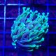 Bouture Euphyllia Glabrescens "Dragon Soul" (2 polypes)