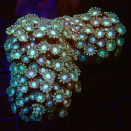 Alveopora spongiosa vert branchu 