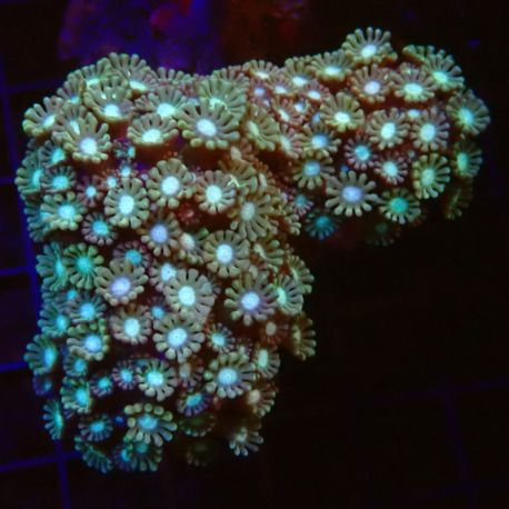 Alveopora spongiosa vert branchu 