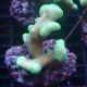 Stylophora pistillata polypes verts  6-9 cm