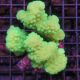 Pocillopora damicornis vert 7-10 cm 49,50 €