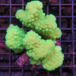 Pocillopora damicornis vert 7-10 cm