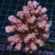 Pocillopora verrucosa rose foncé 5-7 cm