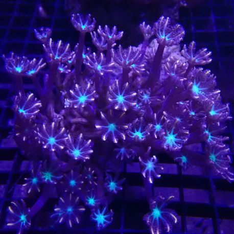 Clavularia Tricolor 10-12 cm