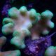 Stylophora pistillata polypes verts  6-9 cm