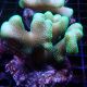 Stylophora pistillata polypes verts  6-9 cm