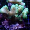 Stylophora pistillata polypes verts  5-7 cm
