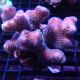 Stylophora pistillata rose 7-10 cm 49,50 €