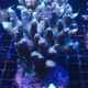 Acropora millepora rose 5-7 cm