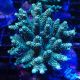 Acropora Millepora vert 7-10 cm