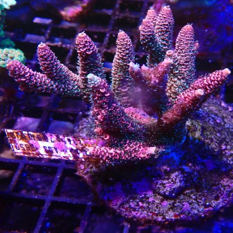 Acropora millepora rose 5-7 cm