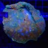Echynophyllia "Puddle Blood"