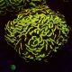 Bouture Euphyllia Ancora jaune 5-6 cm