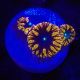 Bouture Blastomussa Wellsii orange 2 polypes