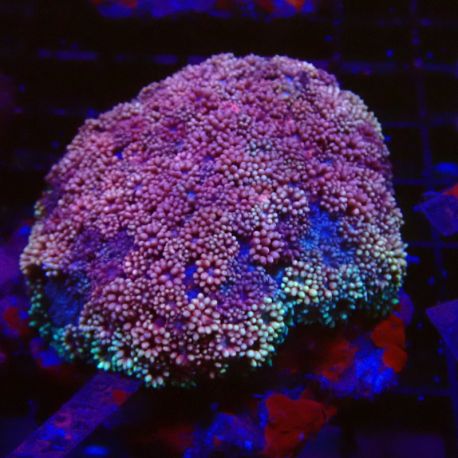 Goniopora bima (rose metallique) 4-5 cm