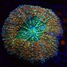 Lobophyllia hemprichii bicolor