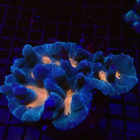 Pectinia lactuta 8-10 cm