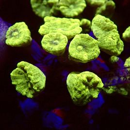 Caulastrea curvata vert métalique (6-8 polypes)