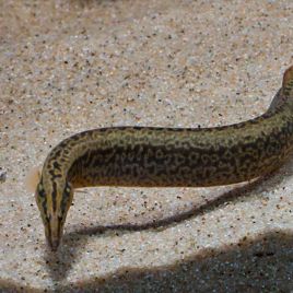 Mastacembellus nothophtalmus RARE 20-25cm