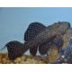 Polkadot cactus L097 8-10cm