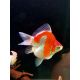 Tamasaba / Sabao 6-8cm 