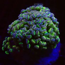 Euphylla parancora "green purple" 4-5 polypes