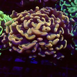 Bouture Euphyllia ancora orange 5-6 cm