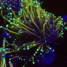 Bouture Euphyllia Glabrescens "Golden Torch 1 polype"