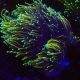 Euphyllia Golden Torch 5 polypes