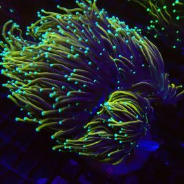 Euphyllia Golden Torch 5 polypes