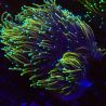 Euphyllia Golden Torch 5 polypes