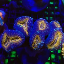 Lobophyllia Carymbosa orange et vert 10-12 cm