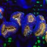 Lobophyllia Carymbosa orange et vert 8-10 cm