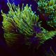 Euphyllia Dragon Soul 5 polypes 